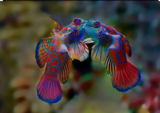 A pair of Mandarinfish (Synchiropus splendidus), also known as mandarin dragonets